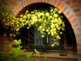 /album/i-fiori-della-liccia/p4180034-jpg/