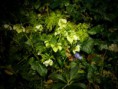 /album/i-fiori-della-liccia/p3060143-jpg/