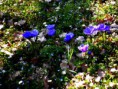 /album/i-fiori-della-liccia/p3250237-jpg/