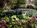 /album/i-fiori-della-liccia/p3250240-jpg/