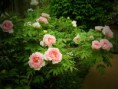 /album/i-fiori-della-liccia/p4180045-jpg/