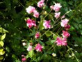 /album/i-fiori-della-liccia/p5040016-jpg/