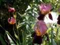 /album/i-fiori-della-liccia/p5040018-jpg/
